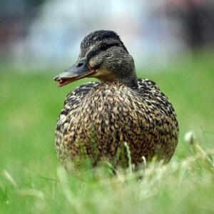 Fra ordkludder til succes: Lær at tænke som en krydsordskonstruktør