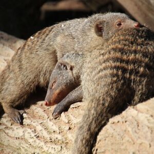 Hygge: Hemmeligheden bag danskernes lykke