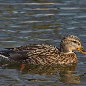 Knæk koden: 10 smarte strategier til svære krydsord