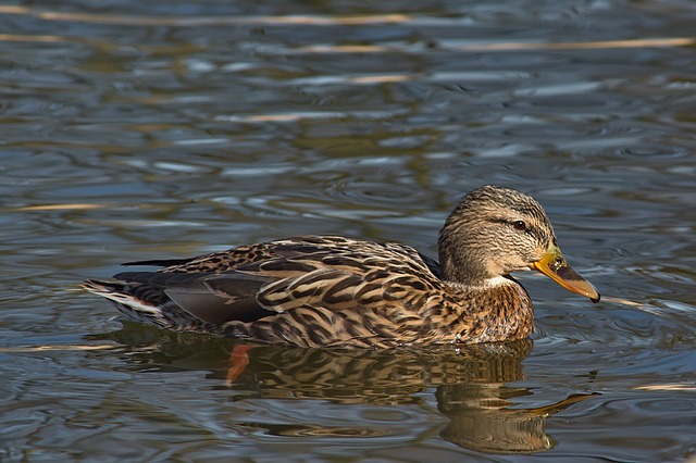 Knæk koden: 10 smarte strategier til svære krydsord