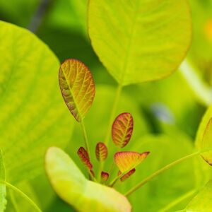 Investorer, innovation og internationalisering: Tre nøgler til vækst