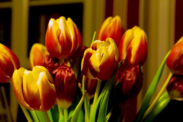 Tulipanløg i haven: Skab en blomstrende oase med disse tips og tricks
