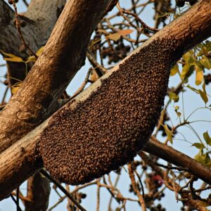 Kan propolis holde dig sund i forkølelsessæsonen?