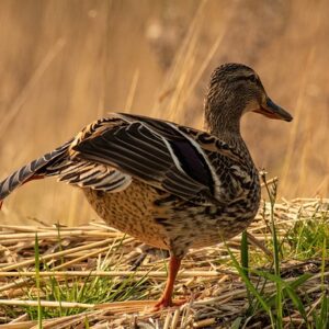 Slip fantasien løs: Uventede tilgange til udfordrende krydsord