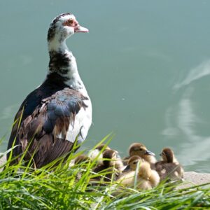 Indboforsikring ved flytning – husk disse ting