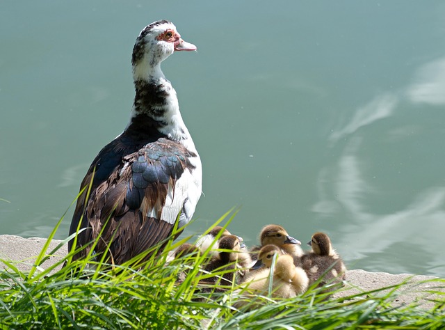 Indboforsikring ved flytning – husk disse ting