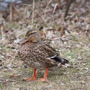 10 smarte tricks til at knække selv de sværeste krydsord