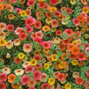 Fra drøm til virkelighed: Alt du skal vide for at få bygget en altan