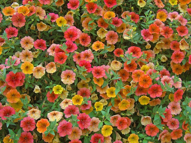 Fra drøm til virkelighed: Alt du skal vide for at få bygget en altan