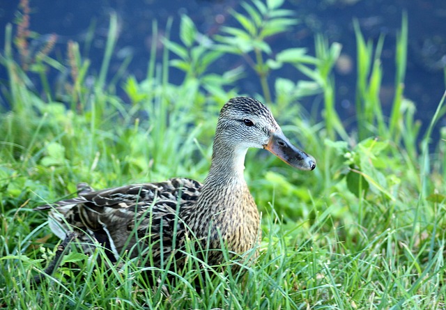 Krydsordets skjulte hjælpemidler: Apps, bøger og teknikker