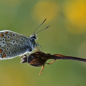 Stjernekiggeri & skovture: Naturens rammer for kærligheden
