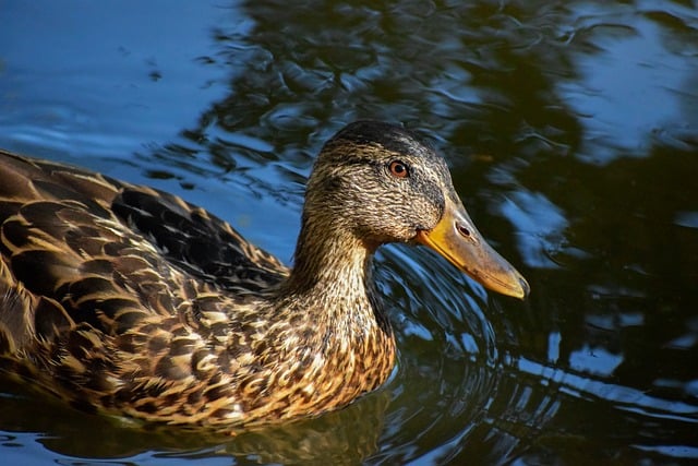 Krydsord for begyndere: Gode råd til at komme i gang
