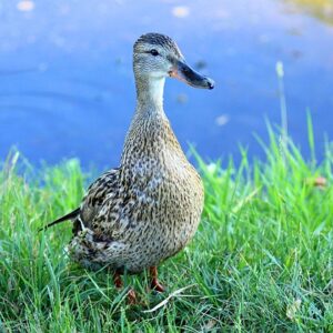 Gode vaner for krydsordsløsere: Bliv hurtigere og bedre