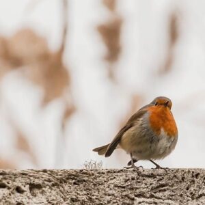 Natlige plageånder: Myter og fakta om væggelus i hjemmet