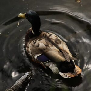 Sådan knækker du svære krydsord: Tips og tricks