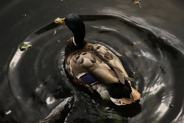 Sådan knækker du svære krydsord: Tips og tricks