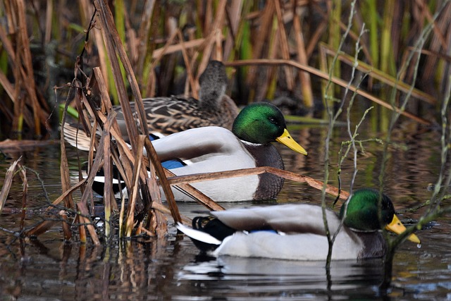 Krydsord hjælp: 10 smarte søgninger til svære ord